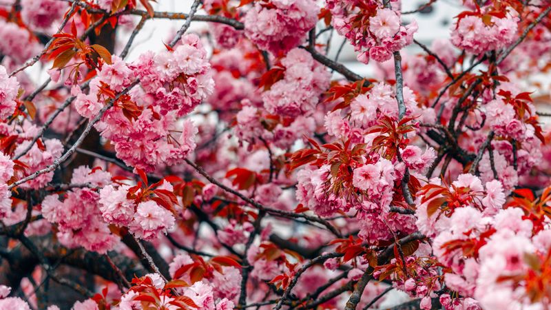 flowers, tree, pink, branches, blooms, spring, 4k