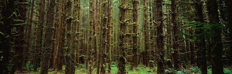 nature, tree trunk, dual monitors