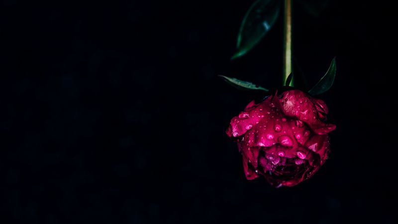 peony, flower, dew, wet, drops, pink, dark, 4k