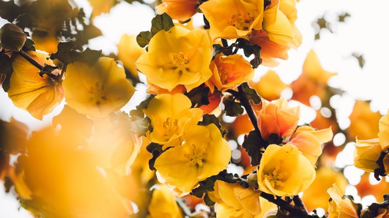 flowers, yellow, branch, bush, plant, blooms, 4k