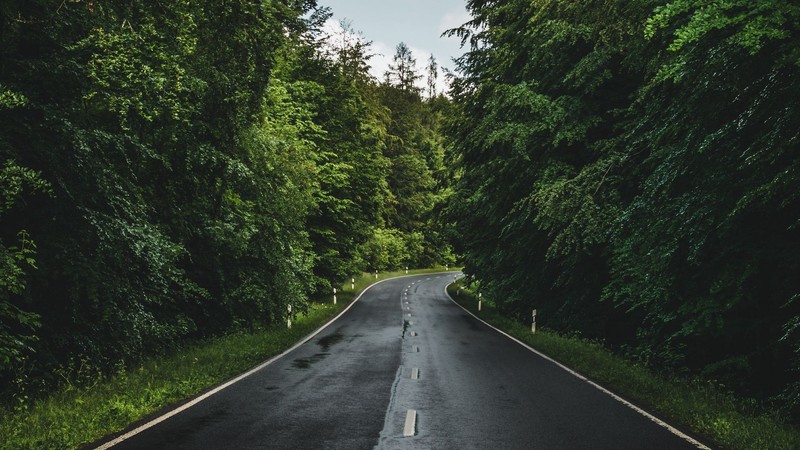 landscape, nature, forest, road, wet road
