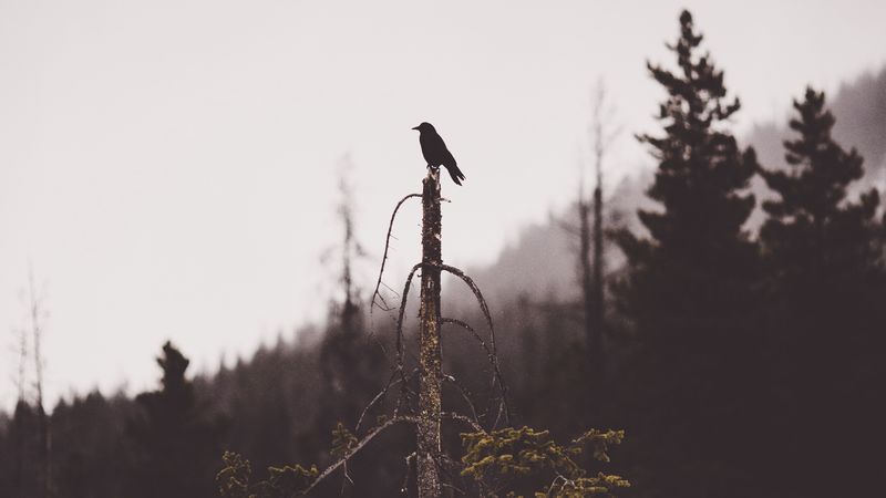 bird, tree, gloomy, broken, forest, lonely, 4k