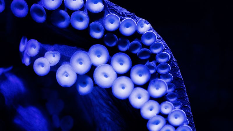 octopus, tentacles, close-up, blue, dark, 4k