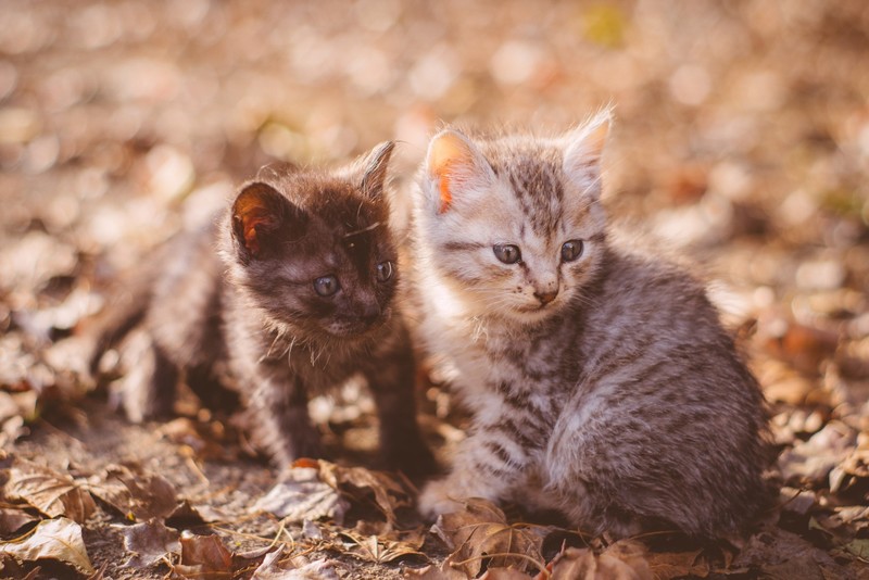 cats, animals, kittens, mammals