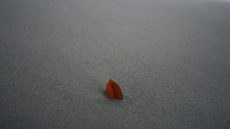 sand, leaves, minimalism, fallen leaves, depth of field