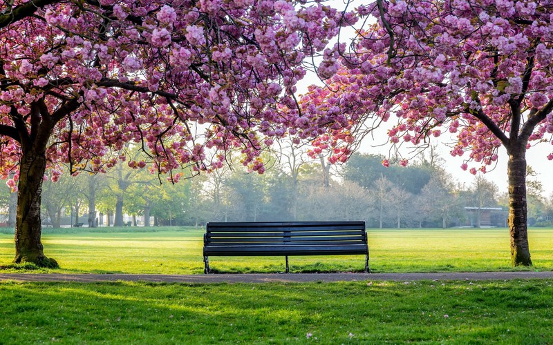 cherry blossom, park, nature, bench, outdoors