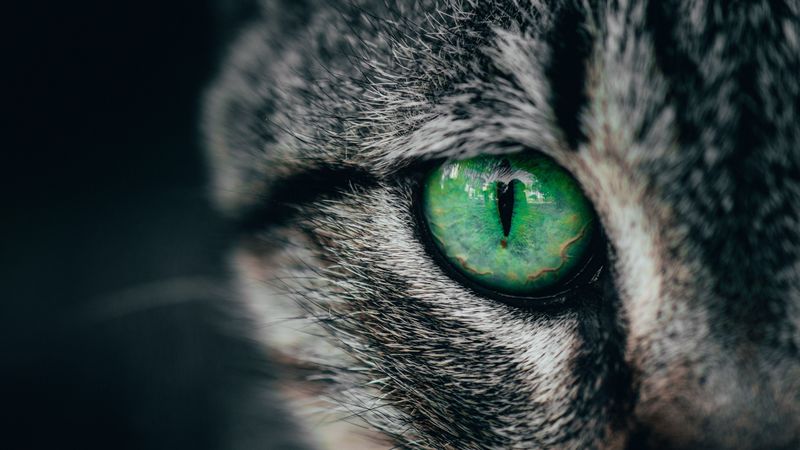 cat, eye, green, pupil, closeup, 4k