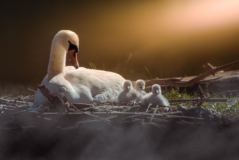 swan, animals, birds, baby animals