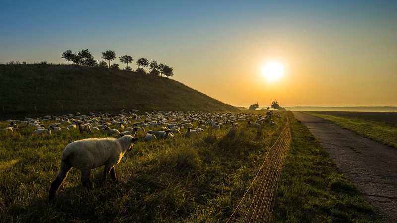 Sun, animals, mammals, sheep, outdoors, sunset