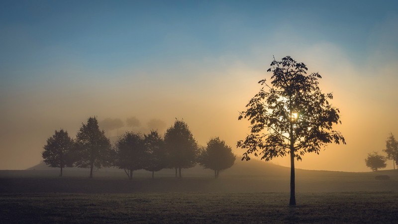 trees, landscape, outdoors, field