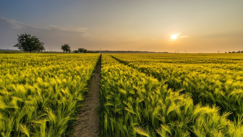 plants, Sun, field, outdoors