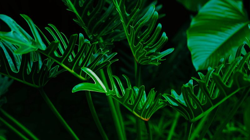 plant, leaves, green, exotic, 4k