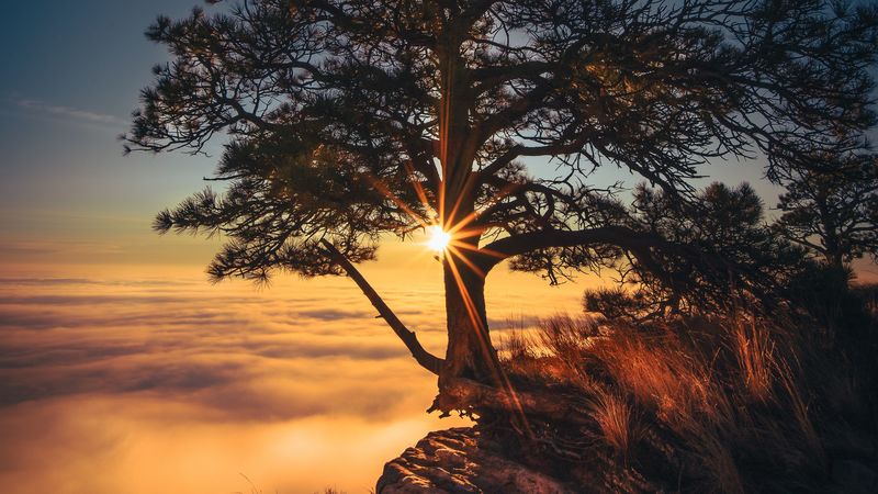 tree, cliff, fog, sunrise, dawn, morning, sunlight, 4k