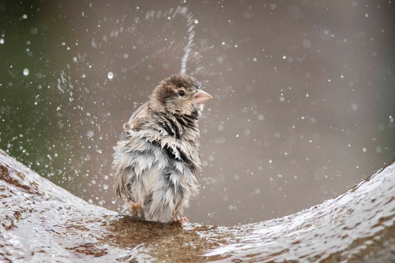 animals, birds, water, nature