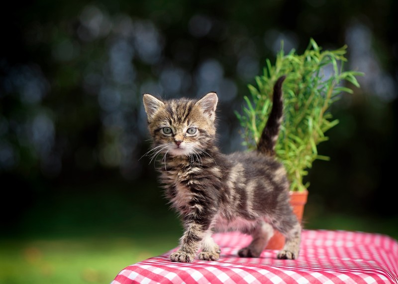 kittens, cats, mammals, animals