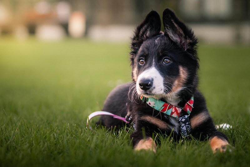 outdoors, dog, animals, mammals