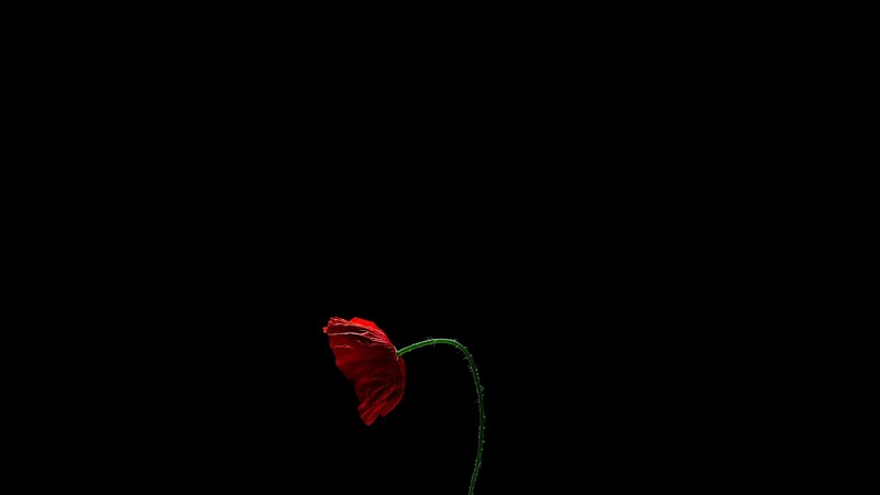 minimalism, simple background, flowers, plants, red flowers