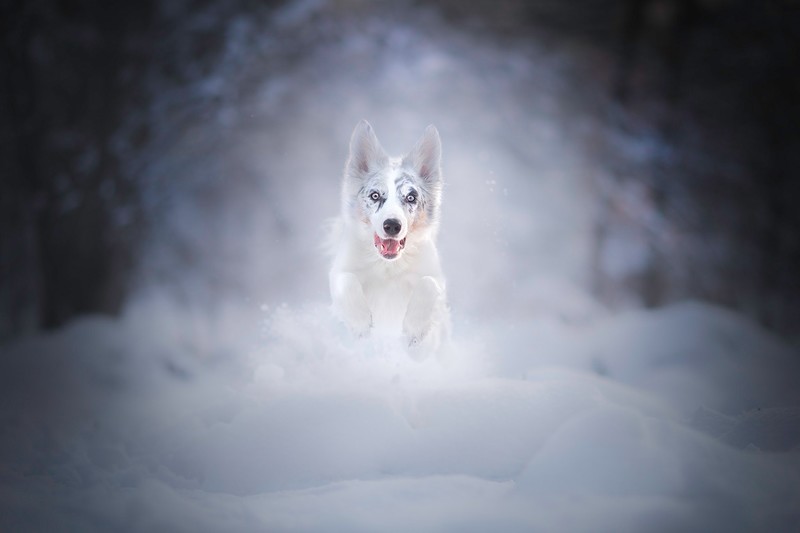 dog, animals, snow, outdoors, cold, mammals