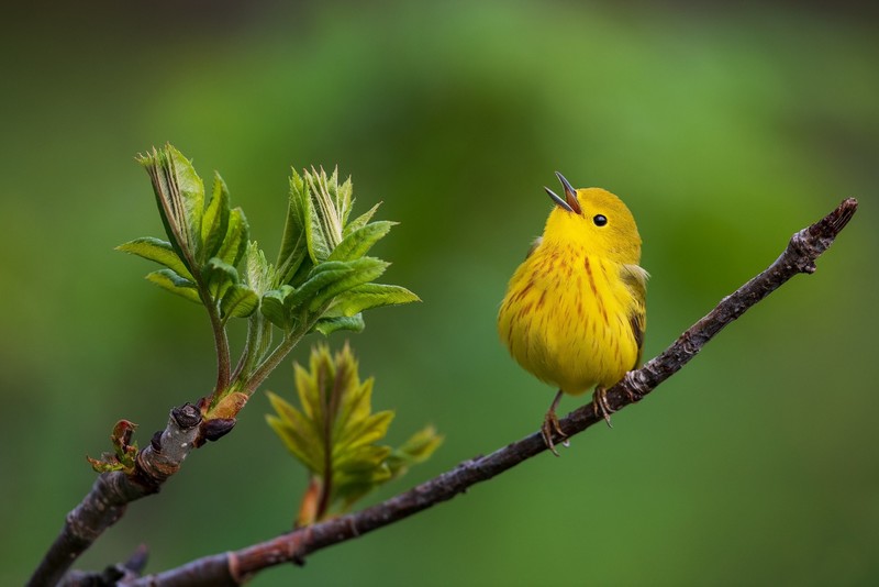 animals, twigs, birds