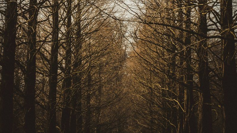 branches, trees, sky, autumn, forest, 4k
