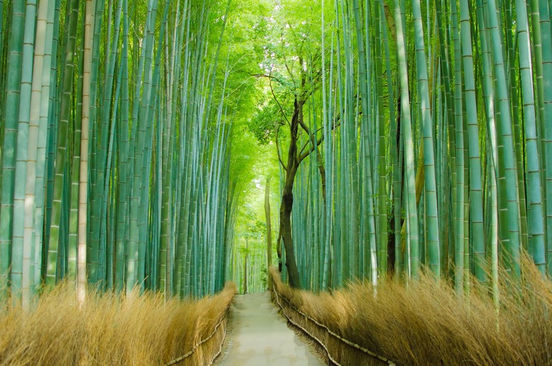 nature, trees, path, bamboo, green, yellow, grass