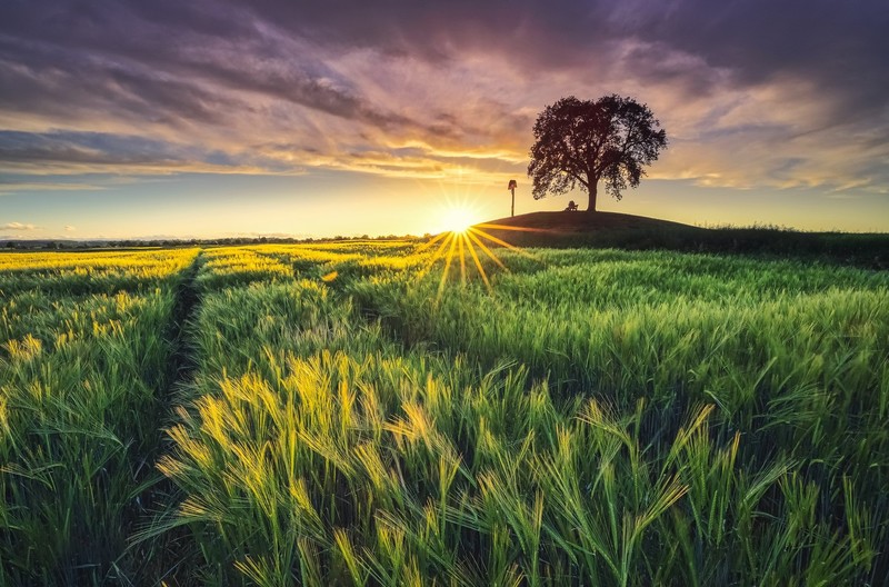 Sun, field, outdoors, plants