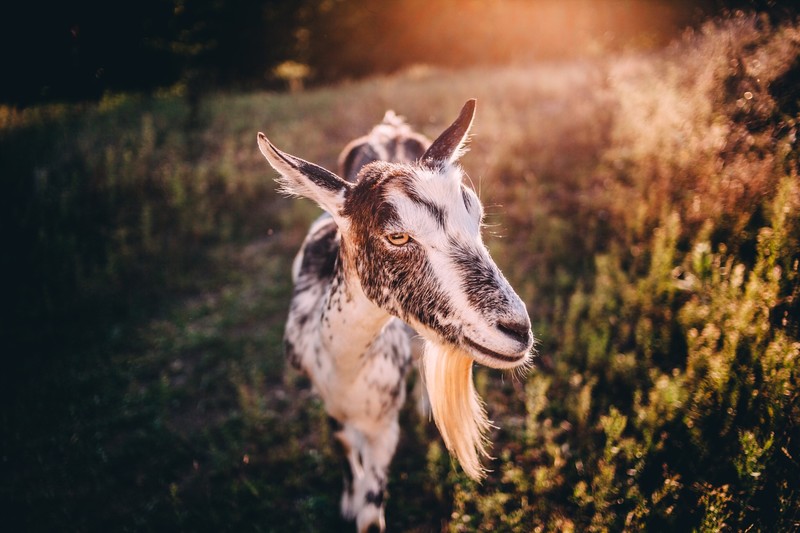 goats, animals, mammals