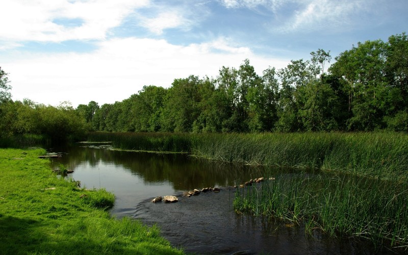 river, grass, plants, nature, outdoors