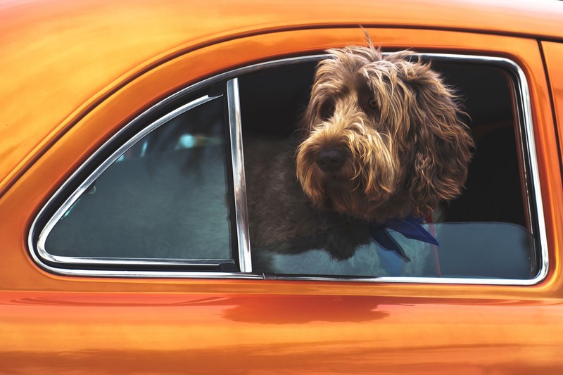 orange, car, dog, orange cars