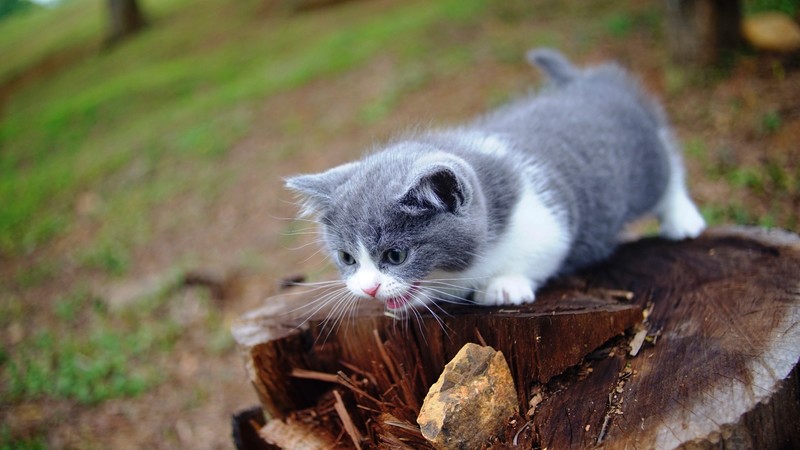 cats, animals, outdoors, mammals