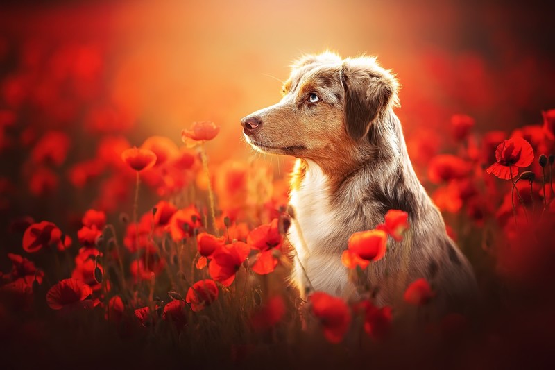 dog, colorful, flowers, red flowers, animals, outdoors, mammals, poppies, depth of field