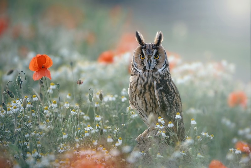 flowers, animals, birds, owl