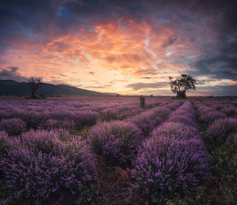 Krasi Matarov, landscape, sky, red sky, clouds, sunset, field, lavender, flowers, nature, plains, photographer