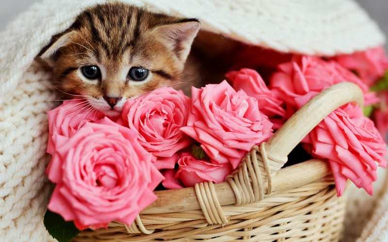kittens, roses, cats
