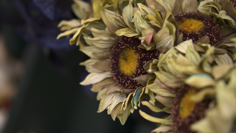 photography, desaturated, muted, floral, bokeh, plants