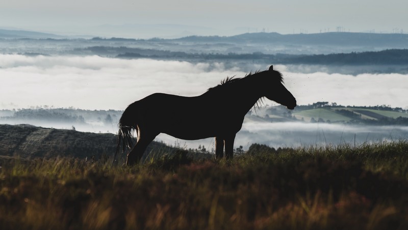 outdoors, animals, horse