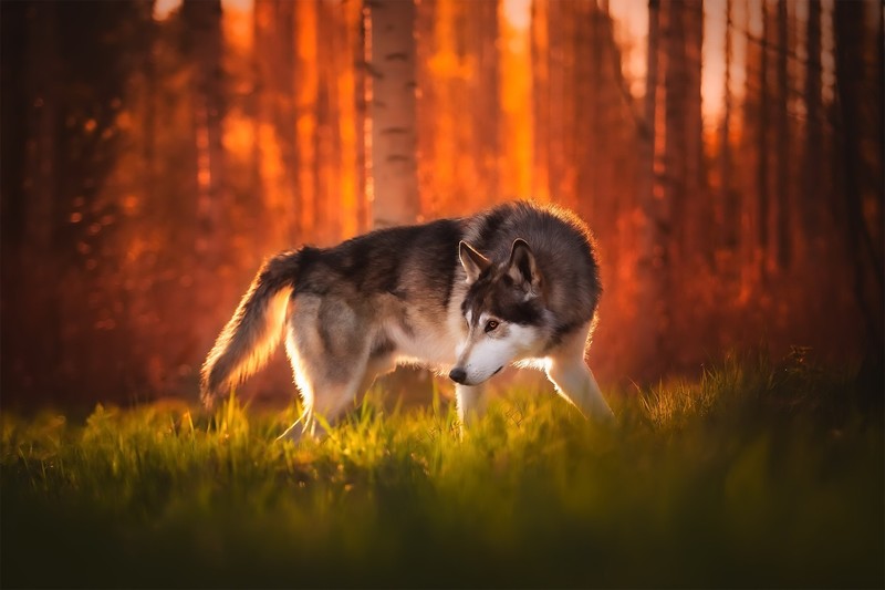 dog, animals, mammals, outdoors