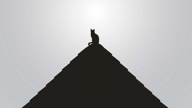 roof, cat, black, bw, minimalism, 4k