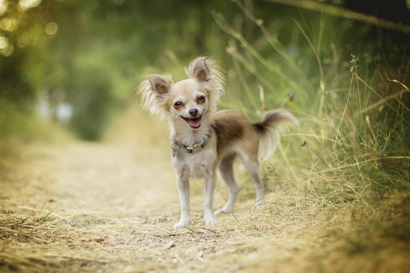 outdoors, dog, animals, mammals