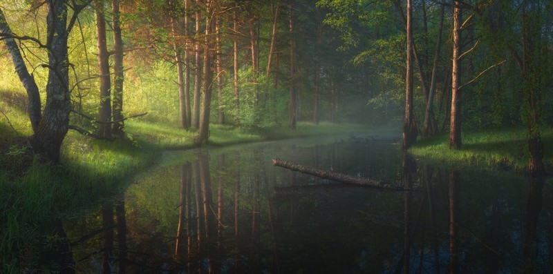 Ilya Melikhov, landscape, swamp, trees, water, grass, dark, tree stump, reflection