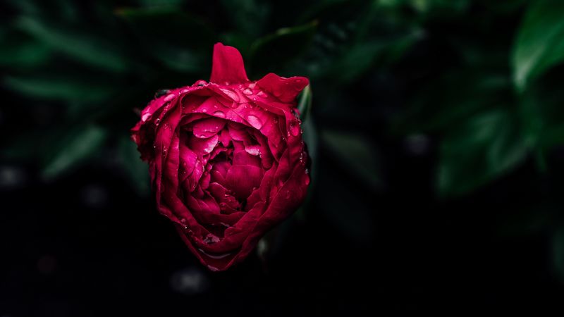 peony, bud, dew, pink, wet, drops, 4k