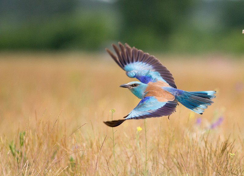 Jevtic Budimir, birds, animals, flying, feathers, blue, plains, nature