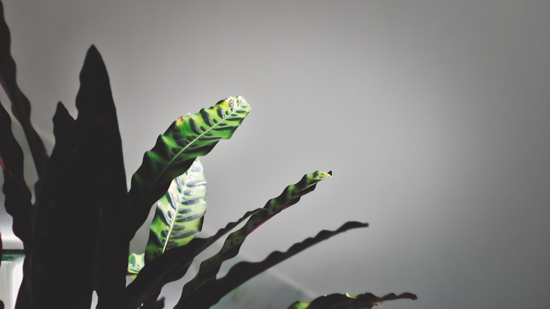 plants, white, leaves