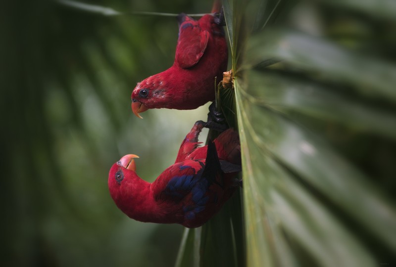 animals, birds, colorful, feathers, depth of field, nature, leaves