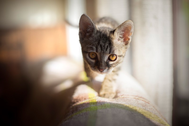 animals, cats, indoors, mammals