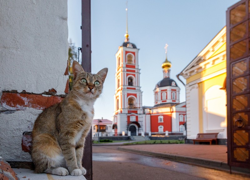 church, building, cats, animals, mammals