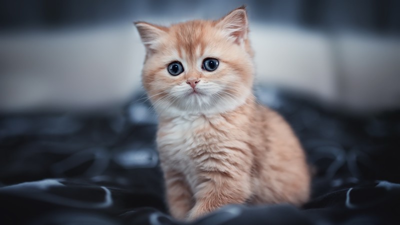 cats, mammals, kittens, animals