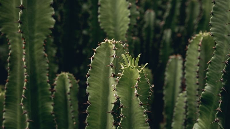 cactus, plant, spiny, green, deserted, 4k