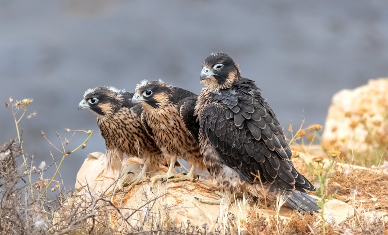 hawk (animal), animals, birds