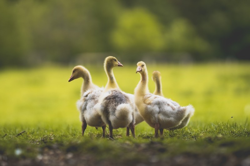animals, grass, birds, goose